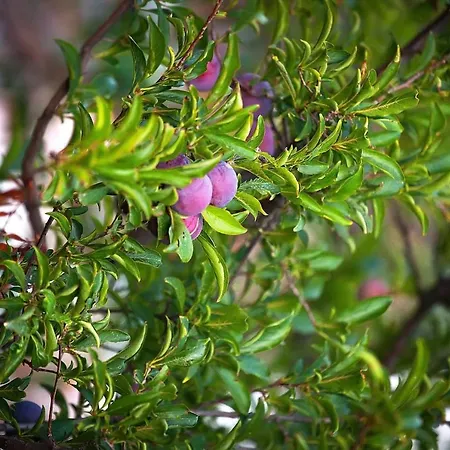 Apartman Tree Garden Panormos (Kalymnos)
